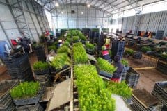 Packing-line-semi-manual-Chile