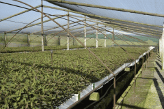 CPS-Seedling-Forestry-Seedlings