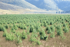CPS-Seedling-Forestry-Seedlings_1