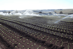 CPS-Seedling-Vegetable-Seedlings_2