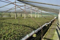 Forestry-Seedlings