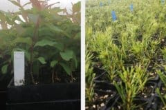 Ezigro-Seedlings-Gum-and-Pine