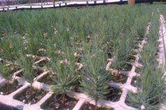 Ezigro-Seedlings-Pine