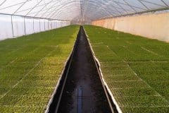 Ezigro-Seedlings-Tunnel