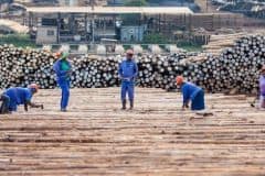 Grading-incoming-timber