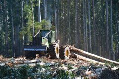 Skidding-timber-in-forestry