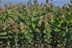 Northern-Natal-Seedlings-1