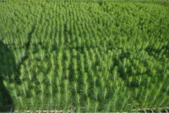 Northern-Natal-Seedlings-2