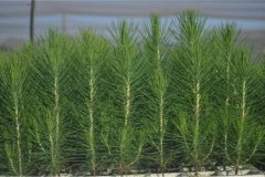 Northern-Natal-Seedlings-3