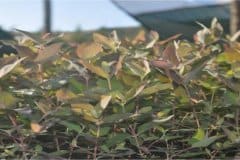 Northern-Natal-Seedlings-4
