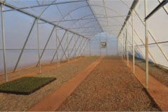 Northern-Natal-Seedlings-Tunnel-Cuttings