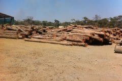 Plantation-Sawmilling_2