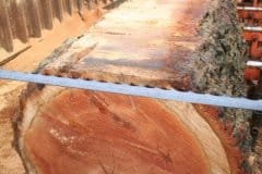 Plantation-Sawmilling_3