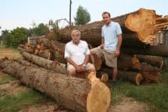 Plantation-Sawmilling_4