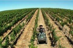 Vineyard-and-Orchards