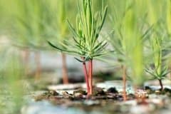A-Sunshine-Seedling