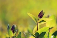 A-forestry-seedling