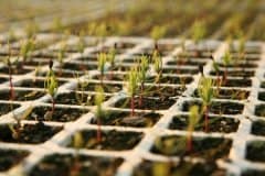 Forestry-Seedlings