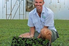 Sunshine-Seedling-Services-nursery