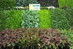Sunshine-Seedling-Services