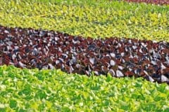 Vegetable-seedlings