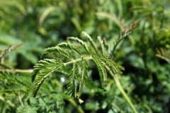 Wattle