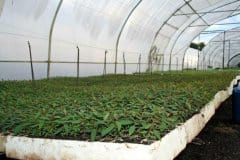 Sutherland-Seedlings-Eucalyptus-grandis