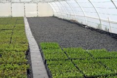 Sutherland-Seedlings-Growing-Hybrid