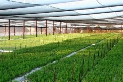 Sutherland-Seedlings-Growing-Pine-Seedlings
