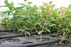 Sutherland-Seedlings-Image-of-clones-1