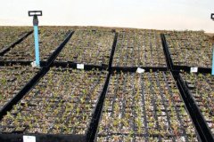 Sutherland-Seedlings-Image-of-clones