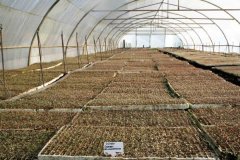 Sutherland-Seedlings-M544-grandis2