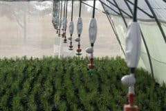 Sutherland-Seedlings-Watering-System