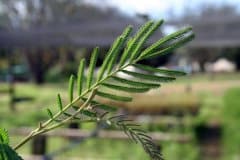 Sutherland-Seedlings-Wattle-Seedling