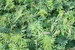 Sutherland-Seedlings-Wattle