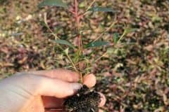 Sutherland-Seedlings