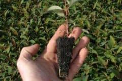 A-healthy-Eucalyptus-seedling