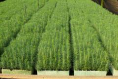 A-healthy-stand-of-Pinus-patula-seedlings