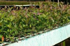 Eucalyptus-dunnii-ready-for-dispatch