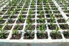 Tea-tree-seedlings-for-essential-oils