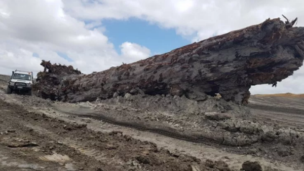 An ancient tree that contains a record of a reversal of Earth's magnetic field has been discovered in New Zealand. The tree-an Agathis australis, better known as its Māori name kauri-was found in Ngawha, on New Zealand's North Island, during excavation work for the expansion of a geothermal power plant, stuff.nz reports. The tree, which had been buried in 26 feet of soil, measures eight feet in diameter and 65 feet in length. Carbon dating revealed it lived for 1,500 years, between 41,000 and 42,500 years ago. "There's nothing like this anywhere in the world," Alan Hogg, from New Zealand's University of Waikato, told the website. "This Ngāwhā kauri is unique." The lifespan of the kauri tree covers a point in Earth's history when the magnetic field almost reversed. At this time, the magnetic north and south went on an excursion but did not quite complete a full reversal. Earth's magnetic field is thought to be generated by the iron in the planet's core. As it moves around, it produces electric currents that extend far into space. The magnetic field acts as a barrier, protecting Earth from the solar wind. This is a stream of charged particles from the Sun that could strip away the ozone layer if it were to impact the atmosphere. When the magnetic field reverses-or attempts to-it gets weaker, leading to more radiation from the Sun getting through. Previously, scientists have linked extinction events to magnetic field reversals. The newly discovered kauri tree's rings contain a complete record of a near-reversal-the first time a tree that lived during the entire event has ever been found. "It's the time it takes for this movement to occur that is the critical thing...We will map these changes much more accurately using the tree rin