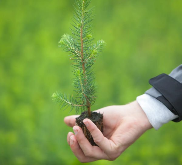 The Economy of the Future will Grow on Trees