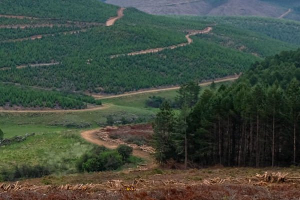 Raising the bar in Sustainable Forest Products Certification