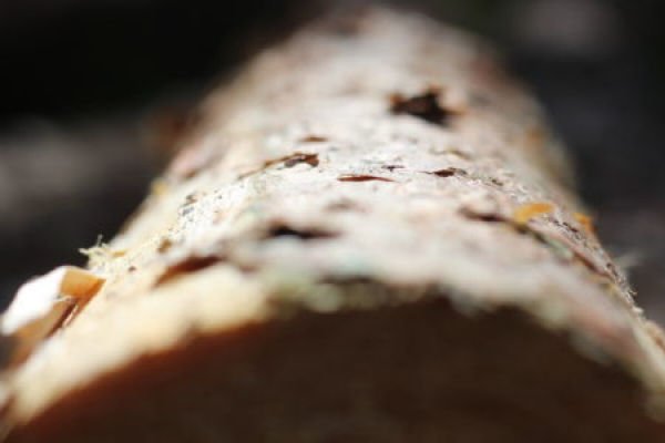 Will the forest products industry evolve post Covid-19?