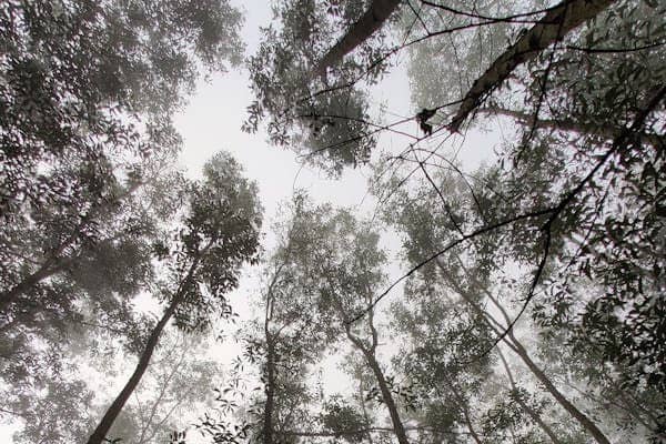eucalypt