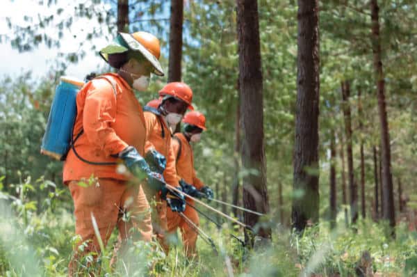 Forestry