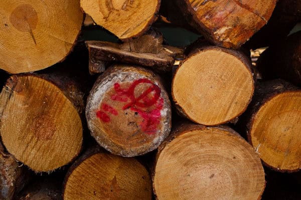 Teak